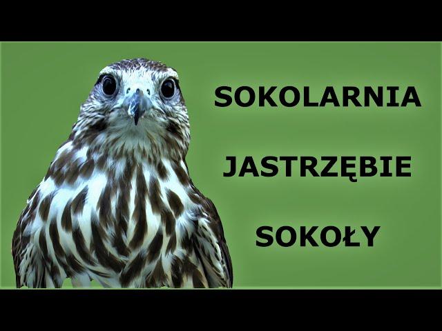 #24 Sokolarnia - ptaki i porządki