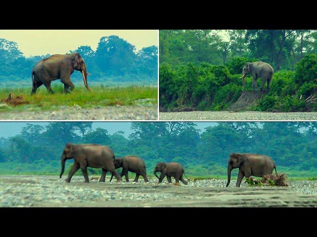 Small story of a giant tusker elephant and his family | They are going towards tea garden area