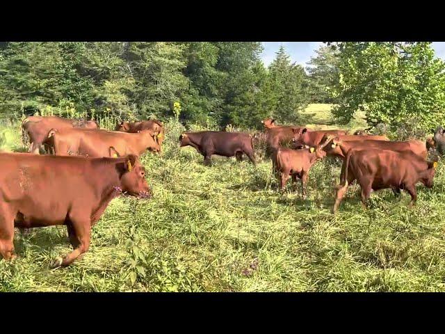 When do you need to brushog your pasture?