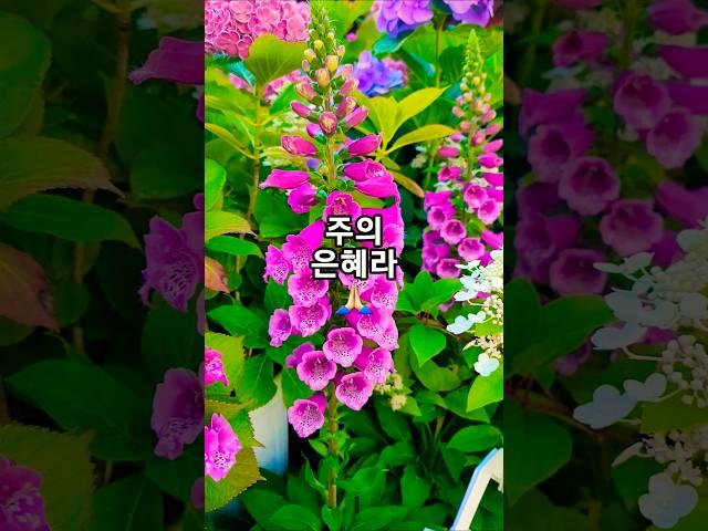 지금까지 지내온 것 #찬송가 #찬송 #찬양 #복음송 #복음성가 #은혜 #주의사랑 #항상 #모든 #형통 #주의은혜라 #디기탈리스 #여름 #꽃 #낙성대공원