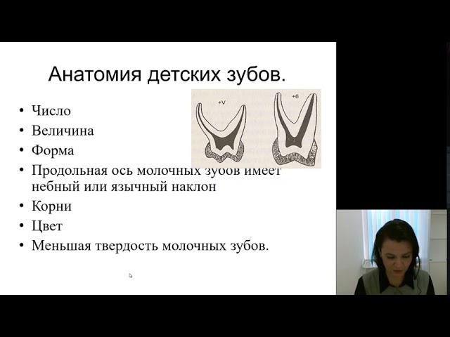 Детская стоматология 2.Особенности строения зубочелюстной системы у детей