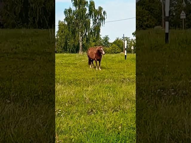 ️БЕЛАРУСКАЯ ДЕРЕВНЯ+МИНСК. КОНТРАСТ ЖИЗНИ ДЕРЕВЕНСКОЙ И ЖИЗНИ ГОРОДСКОЙ) ЭТО РЕАЛЬНО  ИНТЕРЕСНО