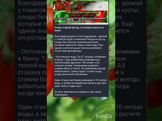 старинный метод подкормки томатов