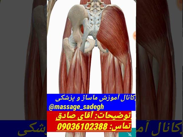 نحوه ماساژ پریفورمیس و ارتباط آناتومی با ماساژ @massage_sadegh