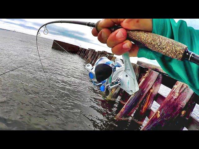 Fishing With Fiddler Crabs As Bait
