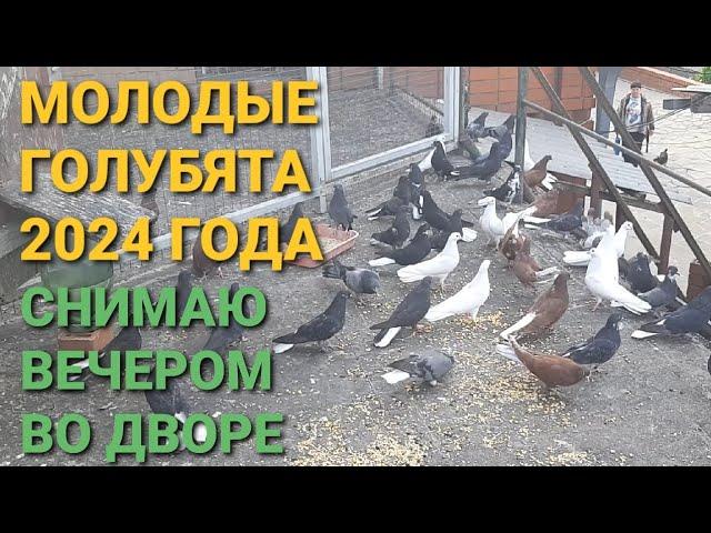 Молодые голубята 2024 года. Снимаю вечером во дворе. Николаевские голуби в Каменоломни. Pigeons.