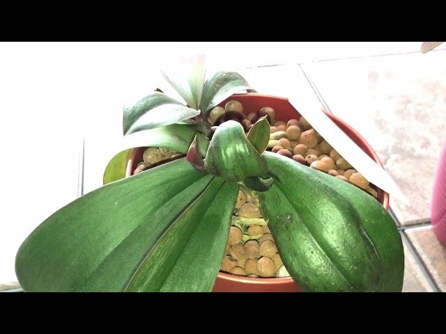 Orchid Mysteries Uncovered!  Conclusion video to What Grows There?!  Episode 1