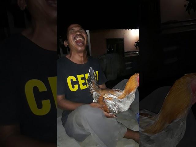 Tidak ada wanita ayam pun jadi,