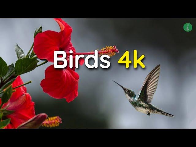 Birds Relaxing Video | Birds 4k | 4k Video Birds | 4k Birds | Info Hifi