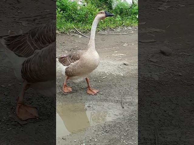 Angry Goose