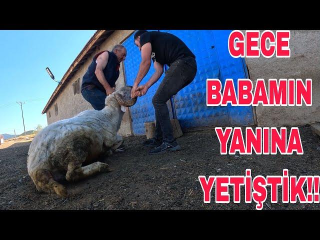 GECE BABAMIN YANINA YETİŞTİK !! HELİKOPTER ZAMANI~TRAKTÖR BAKIMI~PATATES BÖCEĞİ