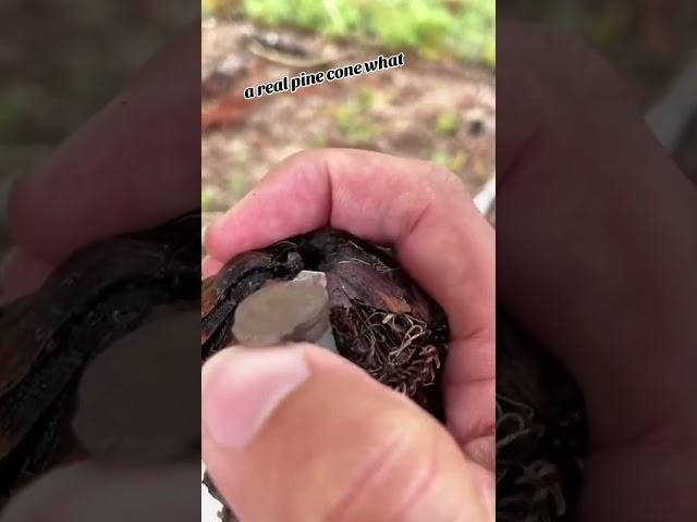 Have you found an evil geocache like this one? #geocaching #cache