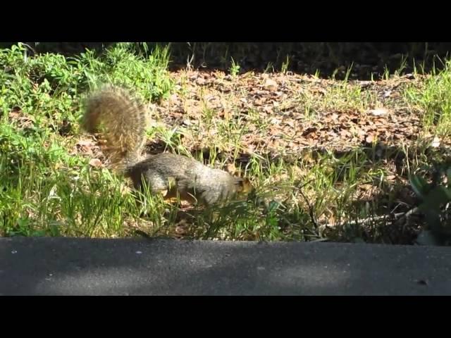 Squirrel University of California Berkeley