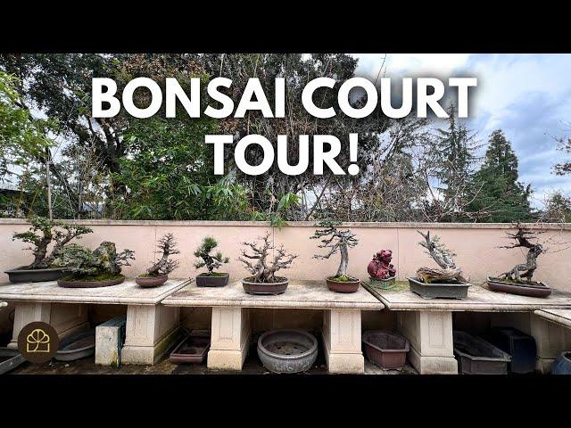 UPDATED BONSAI TOUR! Spring Edition 2024