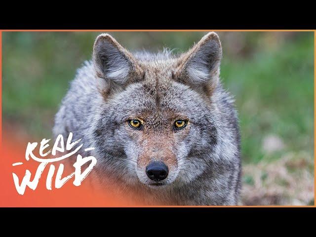 The Yellowstone Coyote: From Top Dog To Underdog | Real Wild