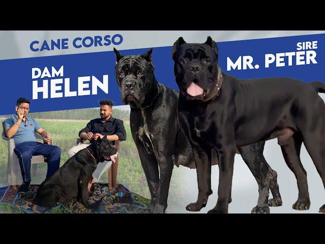 Get Cane Corso puppies with import bloodline, Dam: Helen, Sire: Mr  Peter, with KCI