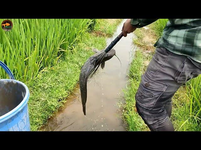 Unique & Best Teta Fishing Method In Water DreanAmazing Boy Catch Big Fish By Kotch In Water Drain