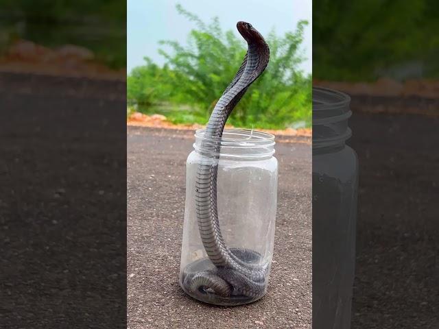 beautiful cobra snake #snake #cobrarescue #cobra