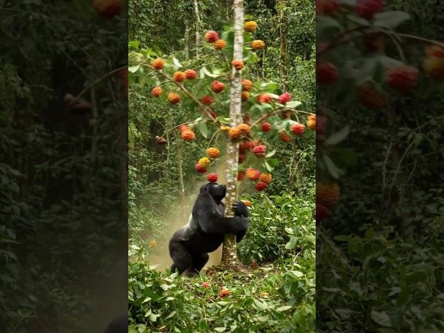 배고픈 고릴라의 식사준비 #gorilla #animals #wildlife
