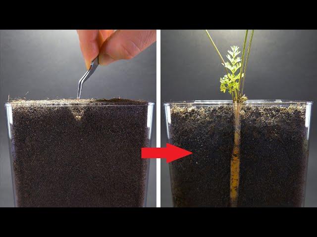 CARROT Growing from Seed Time Lapse - 100 Days