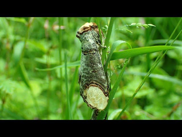 Wapendrager/Buff-tip (Phalera bucephala)