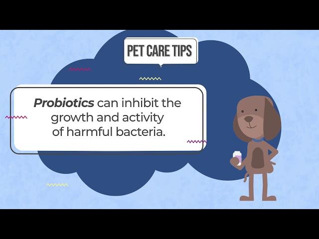 Pet Care Tips - Probiotics