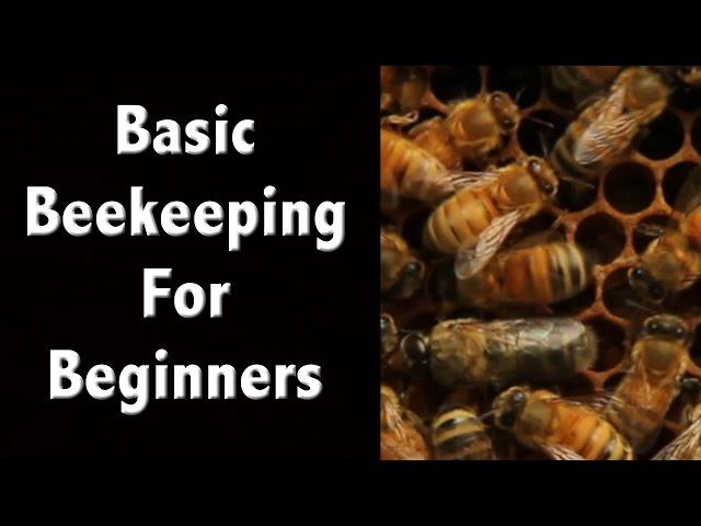 Beekeeping For Beginners and Beekeeping Basics - Off Grid Living