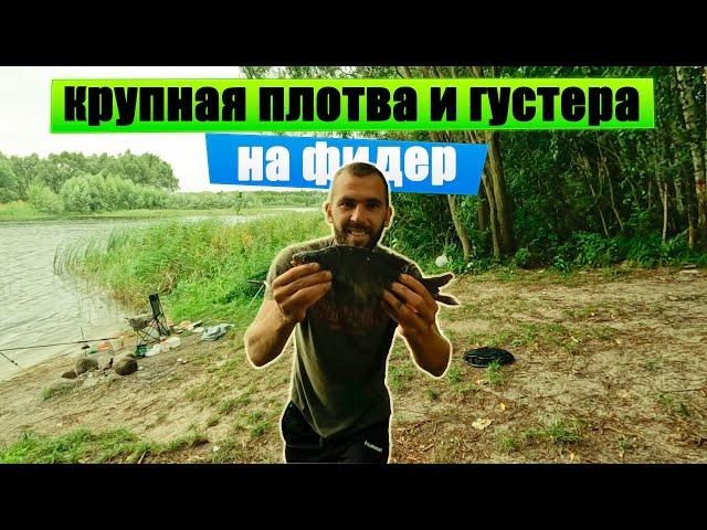 Как наловить крупной Плотвы и Густеры  на Фидер! Поймал Золотую Краснопёрку