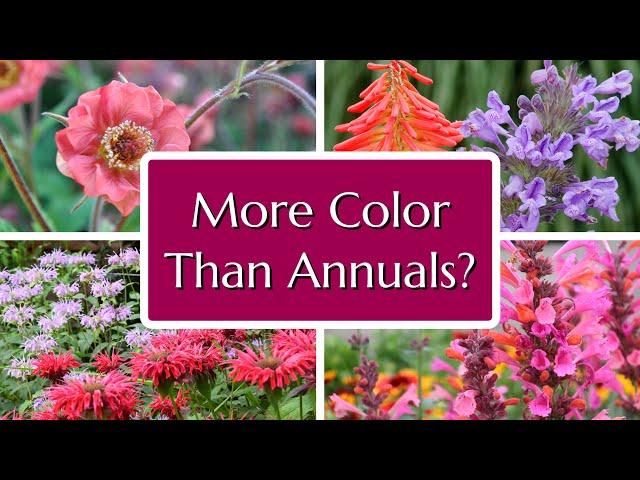 10 Perennials to Rival Annuals - Blooms All Summer