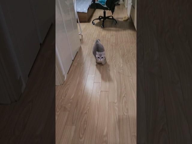 리액션 1등 개냥이 #먼치킨고양이 #cat