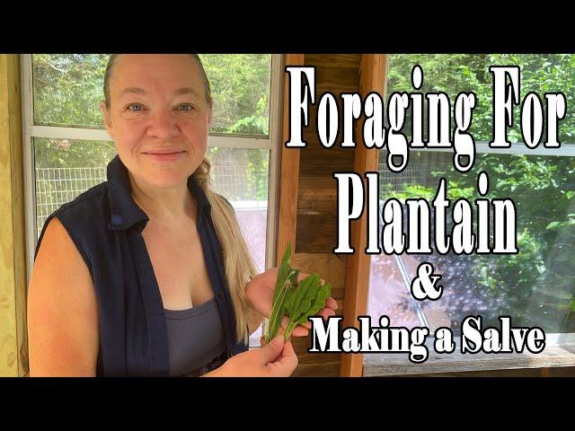 Foraging For Plantain & Making Salve