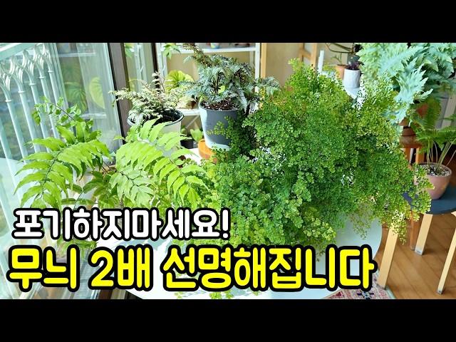 무늬 선명도 높이는 고사리 키우기 팁! 특별한 잎 색상 유지하는 비밀 | 환경에 따라 달라지는 관리법!  무늬종 식물 아디안텀 고사리 키우기의 핵심 포인트