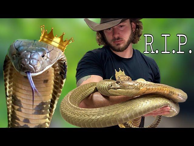 Kevin The King Cobra has passed