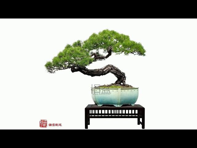 MR han xuenian bonsai lingnan bonsai