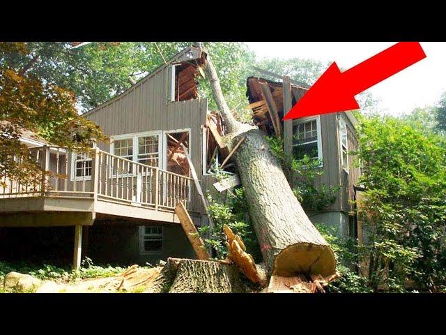 Dangerous Idiots Tree Felling Fails With Chainsaw - Biggest Removal Fails Tree Falling On Houses