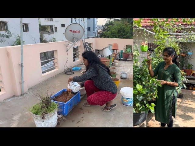 Green loveGetting my hands dirty! Join me in my terrace gardening adventures #terracegarden