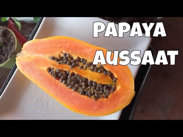 Papaya Aussaat und Papaya circa Sämlinge pikieren // Gartenschlau.com