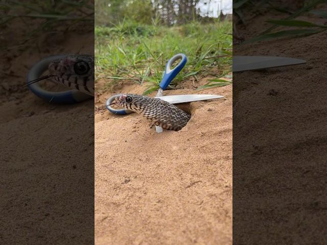 OMG!! Amazing Snake Trap Using Sharp Scissors #snakeinhole #snakevideo #shorts #shortfeed