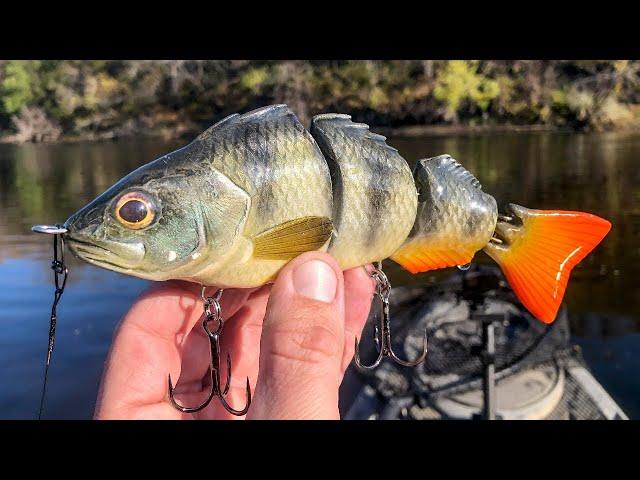 Swimbait Fishing Ferocious River Beasts!