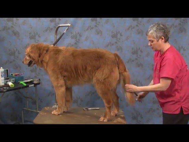 Dog Grooming - Contour Trim on a Golden Retriever