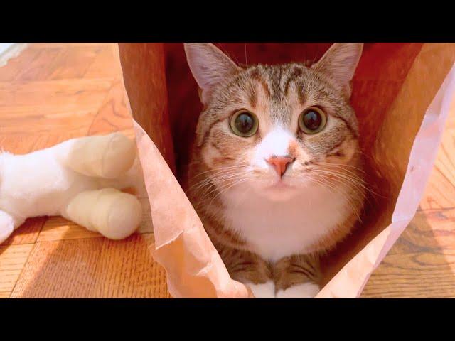 Cat gives the cutest high fives after mastering the new feeder