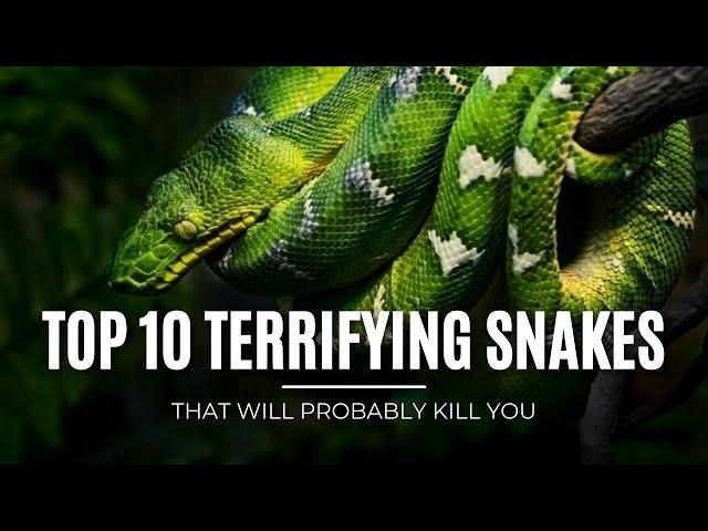 Top 10 TERRIFYING Snakes That Will Probably KILL You #factswow #snakes