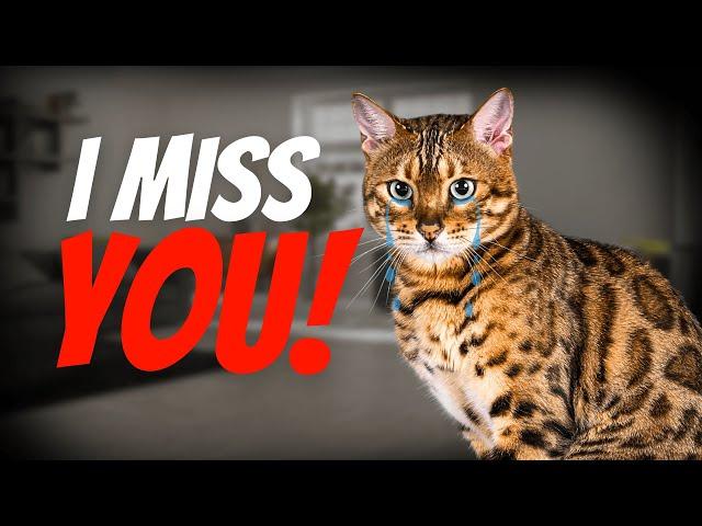 What Your Cat Really Thinks When Left Alone at Home!