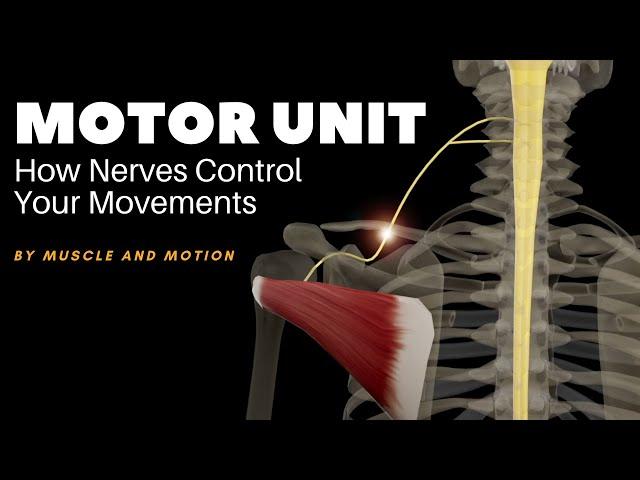 Understanding Muscle Contraction: How Nerves Control Your Movements