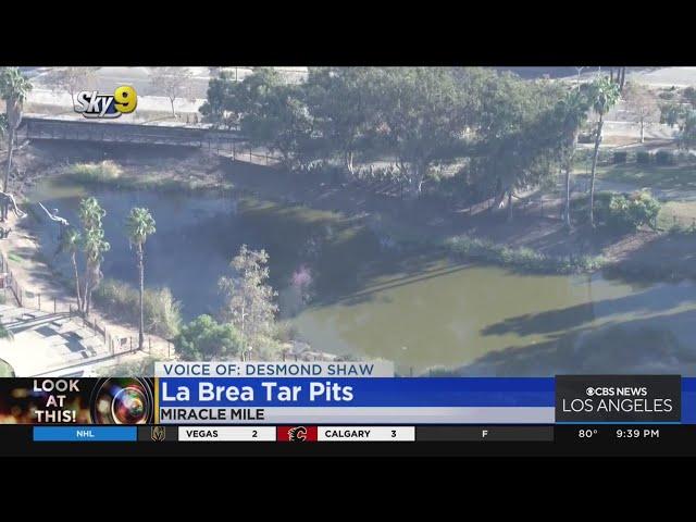 Look At This: La Brea Tar Pits