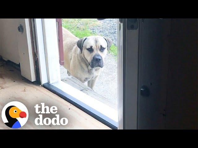 Stray Mastiff Had Never Been Inside | The Dodo