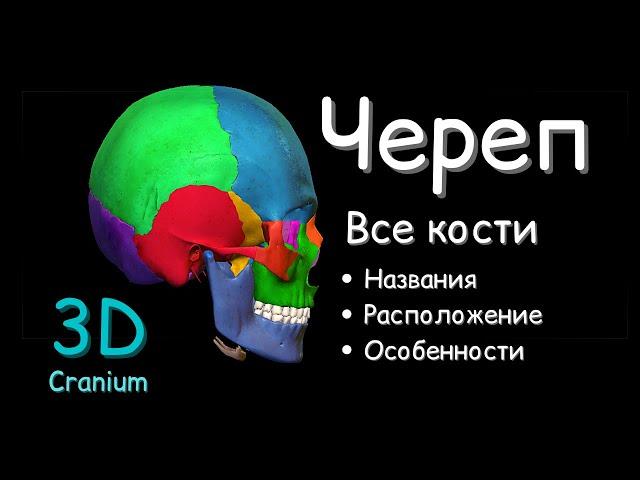 3D ЧЕРЕП ЧЕЛОВЕКА | Все Кости | Названия на Латыни, Расположение и Особенности | Анатомия | Cranium