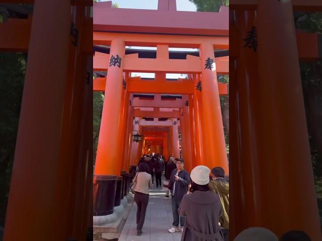 #稻荷神社 #love #萌萌園長 #travel #鳥居 #大阪府 #大阪