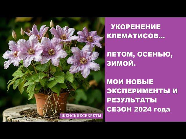 Укоренение клематиса. Летом, осенью, зимой...