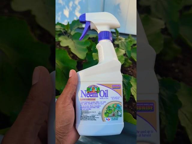 Neem oil spray for Plants !"Safest way To Use" #1bestseller on Amazon #organic #gardening